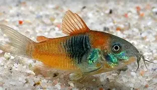 Orange Venezuela Cory Catfish