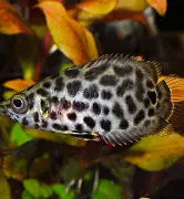 Ctenopoma Leopard Reg (African Bushfish)