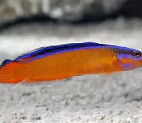 Neon Dottyback T/R Med