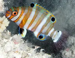 Harlequin Tusk Wrasse Juv