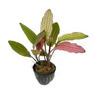 Sword Pink Miracle Reg