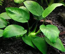 Anubias Nana Plant Med
