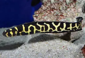 Engineer Goby Pair Xlg.