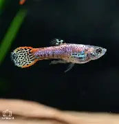 Endlers Red & Black Tiger