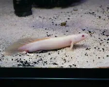 Albino Longfin Bircher 4-5"
