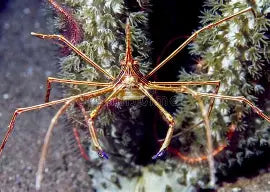 Arrow Crab Lg