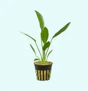 Plant Sword Melon Md.