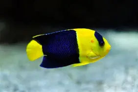 Bicolor Angel Sm/Med