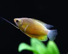 Gourami Thicklip Sunset Reg.