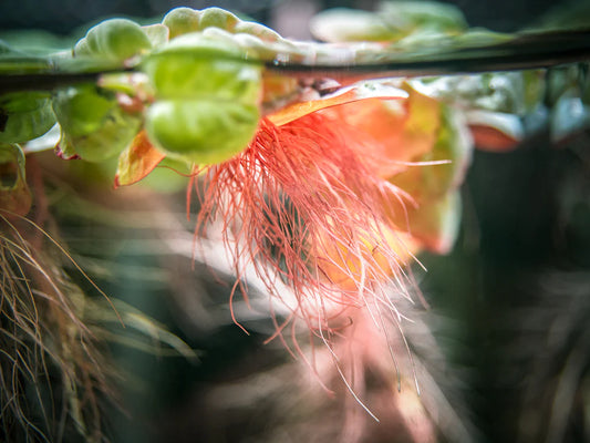 Red Root Floater Aquatic Plant