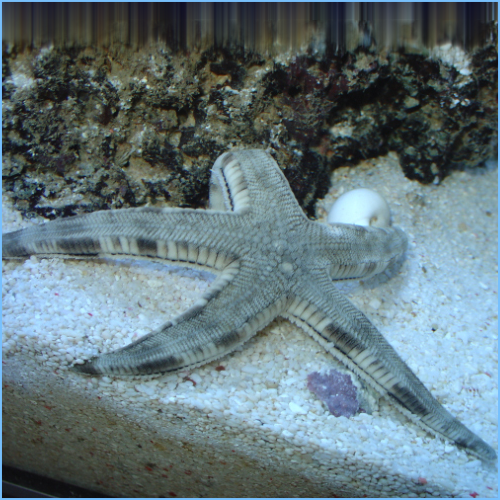 Sand Shifting Starfish