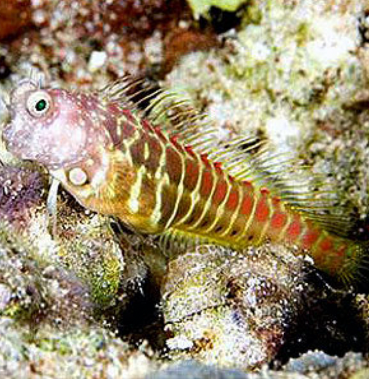 Segmented Sailfin Blenny