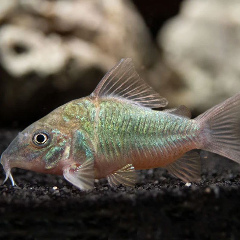 Brochis Emerald med