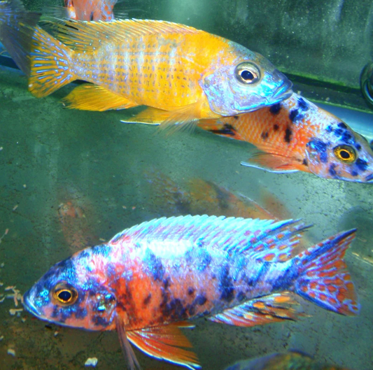 Cichlid A Peacock Assorted Male XL