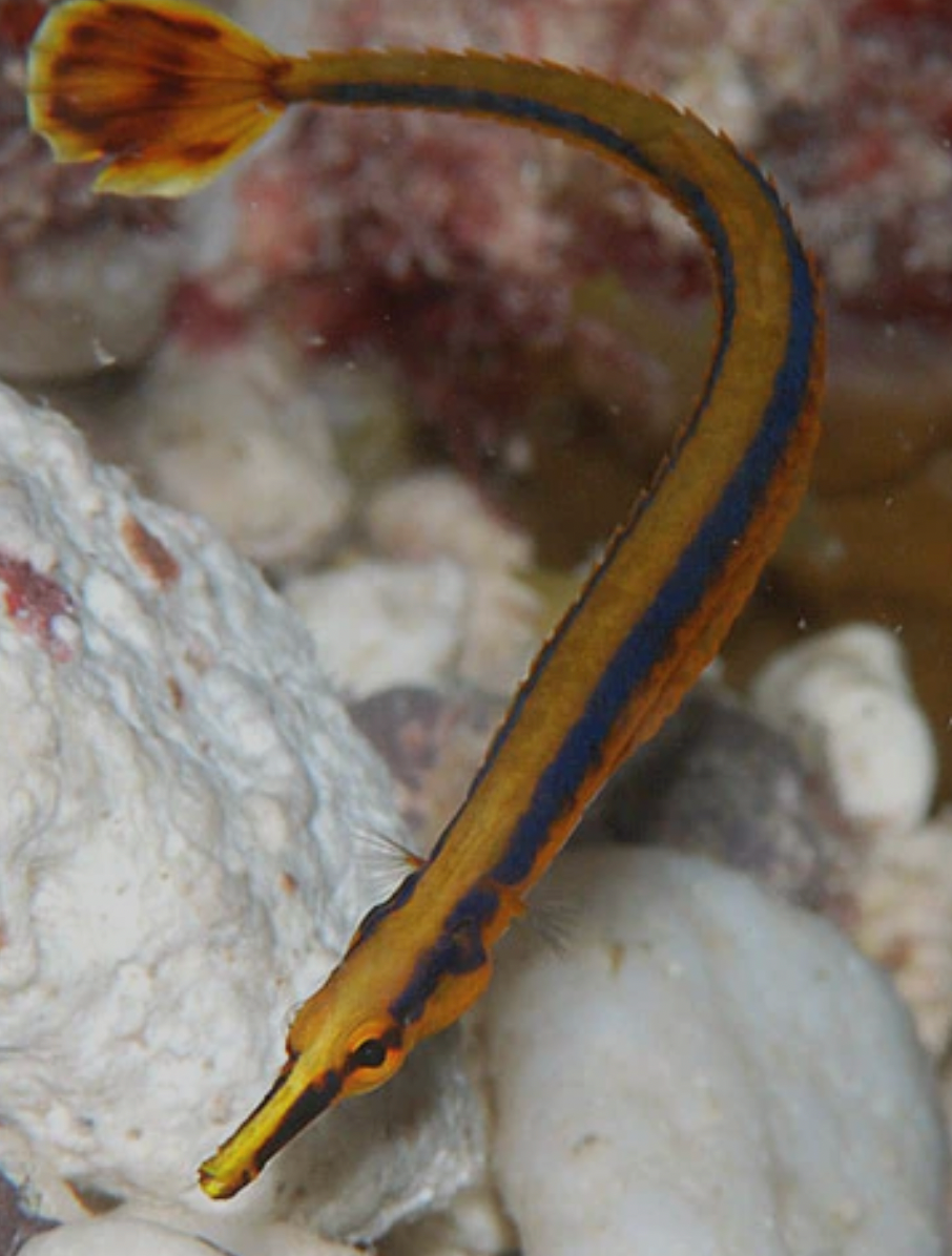 Blueline Pipefish