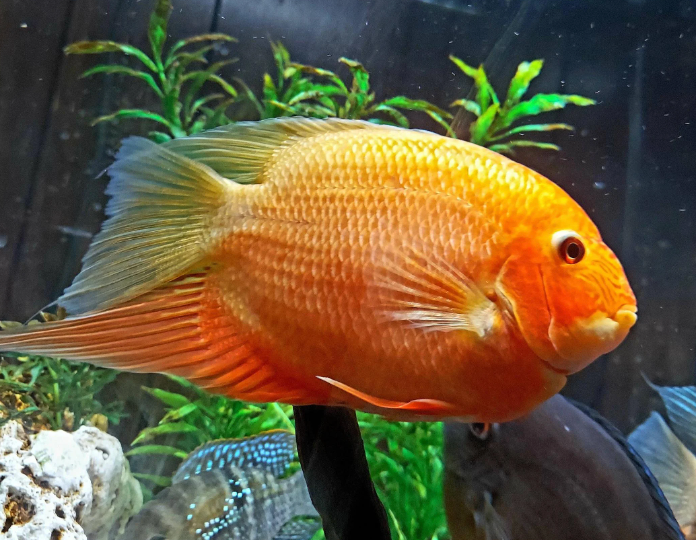 Cichlid Severum Gold Red Spot Reg