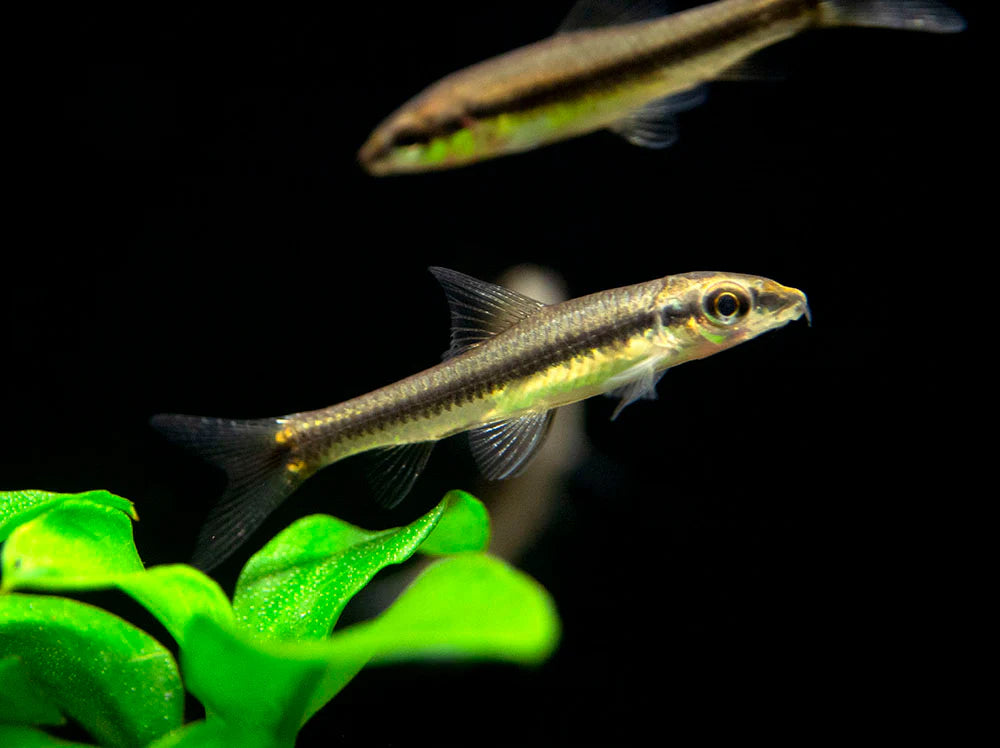 Siamensis Algae Eater Reg
