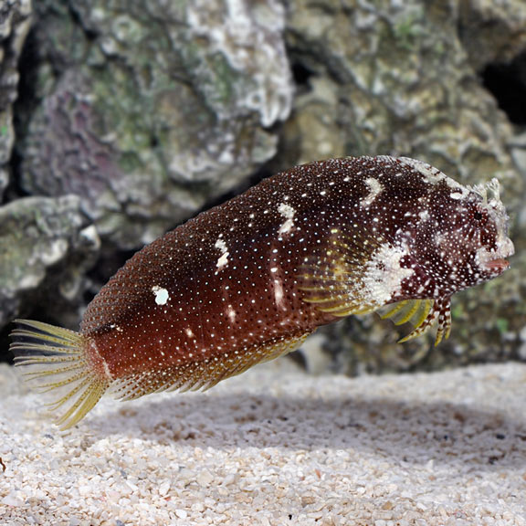 Starry Blenny Med/Lg
