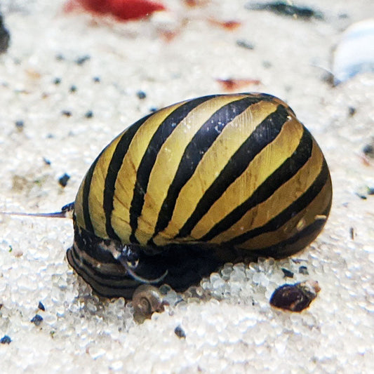 Freshwater Nerite Snail