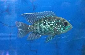Blue Acara Cichlid Trinidad Med