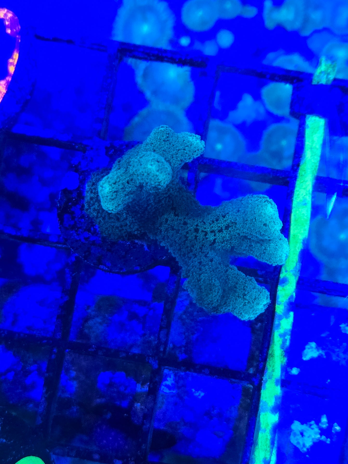 ECC Lush Oasis Birdsnest Frag