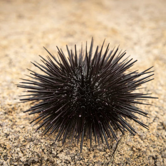 Caribbean Rock Urchin