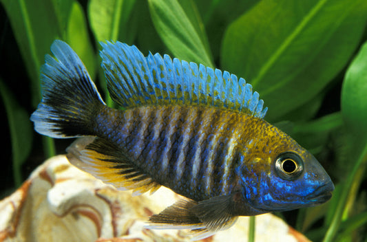 Peacock Cichlid XLG