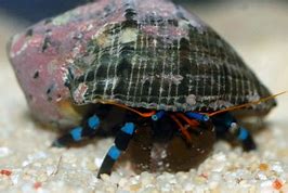 Blue Eye Hermit Crab