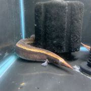 Borneo Tiger Eel 4-5"