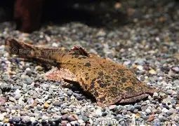 Chaca Chaca Catfish Xlg