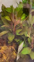 Cherry Hedge Aquatic Plant