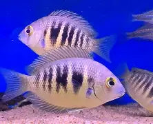 Canara Pearlspot Chromide Cichlid Lg