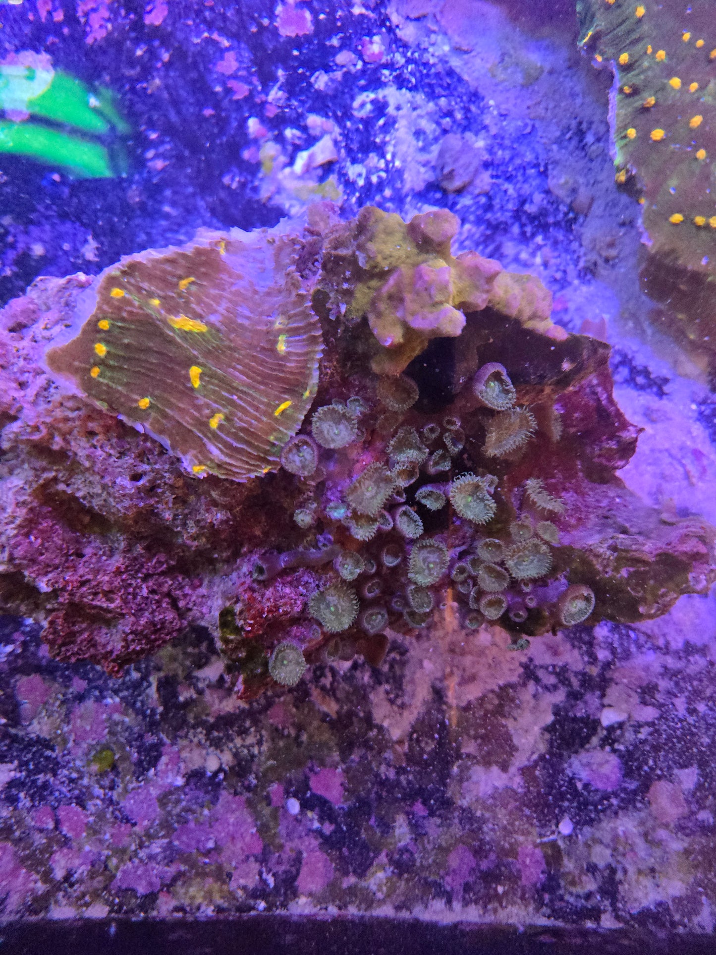 Combo Rock Lepto/Palythoa