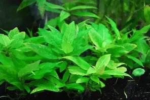 Hygrophila Compact Potted