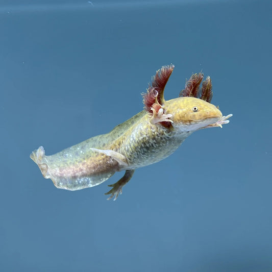 Copper Axolotl 2.75-3.75"