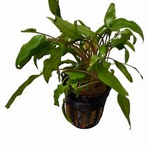 Crypt Wendtii Green Potted