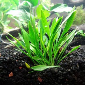 Plant Crypt Parva Med