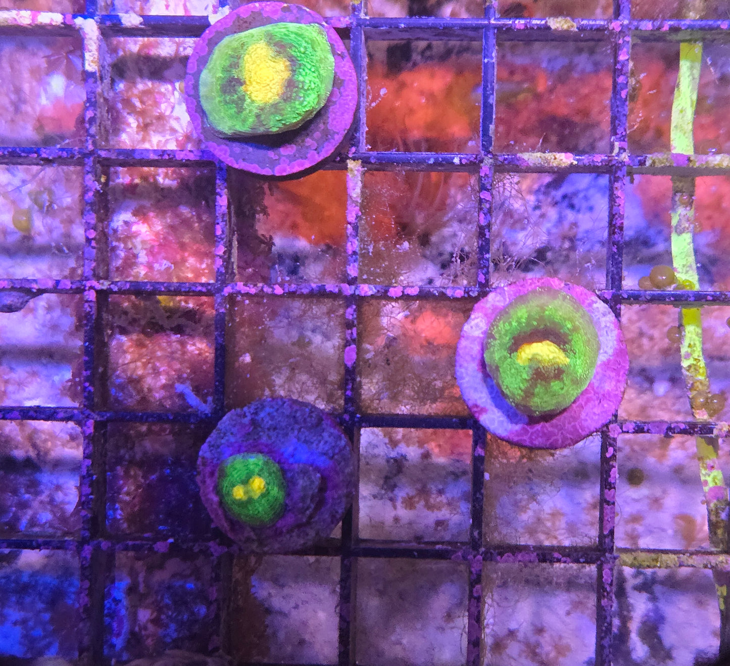 ECC Daffodil Chalice Frag