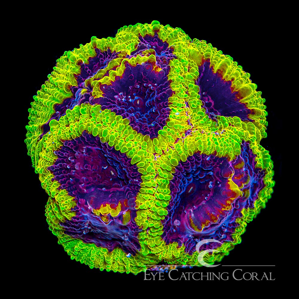 ECC Wolverine Favia Frag