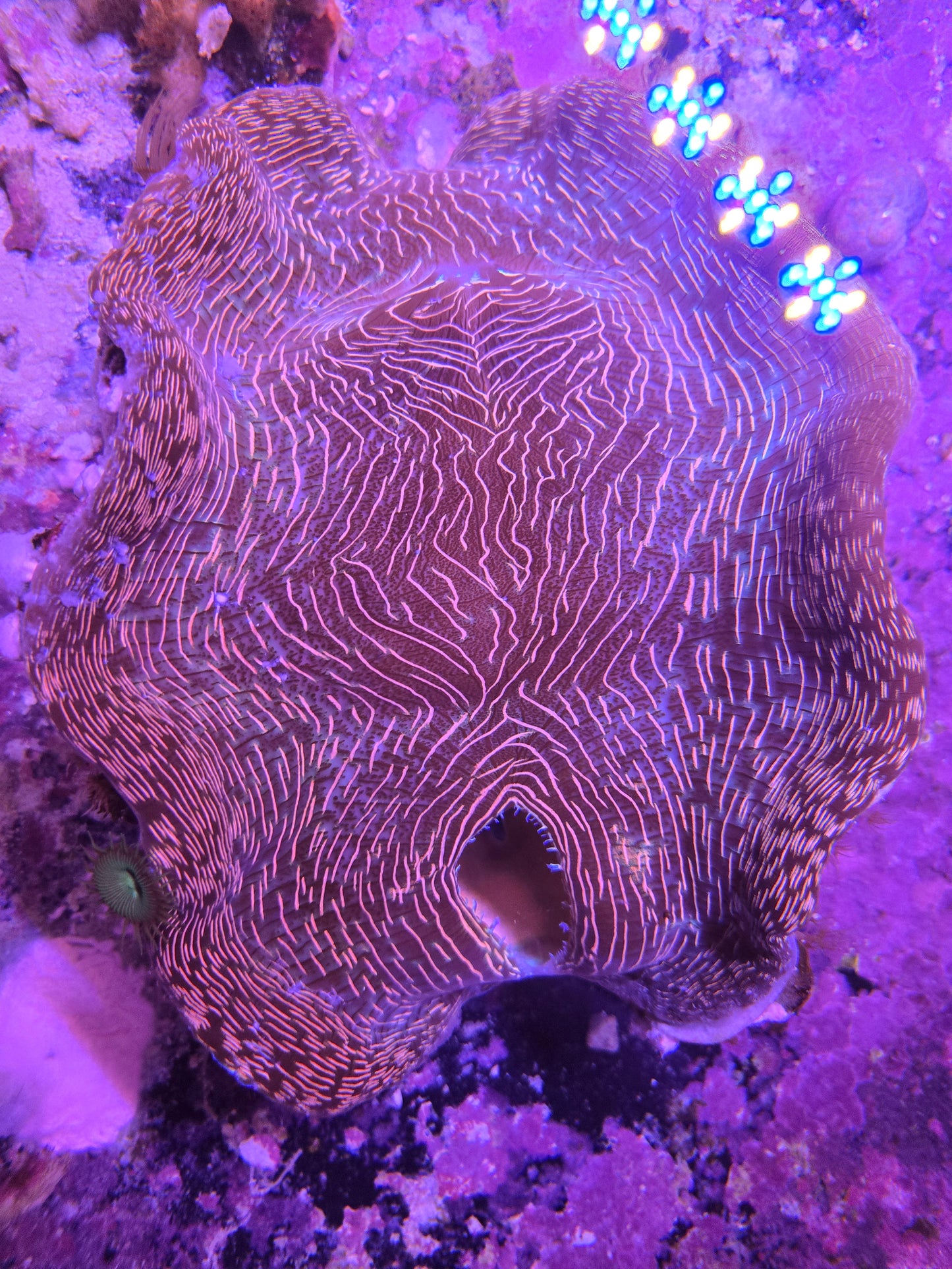 Derasa Clam 8" XXL