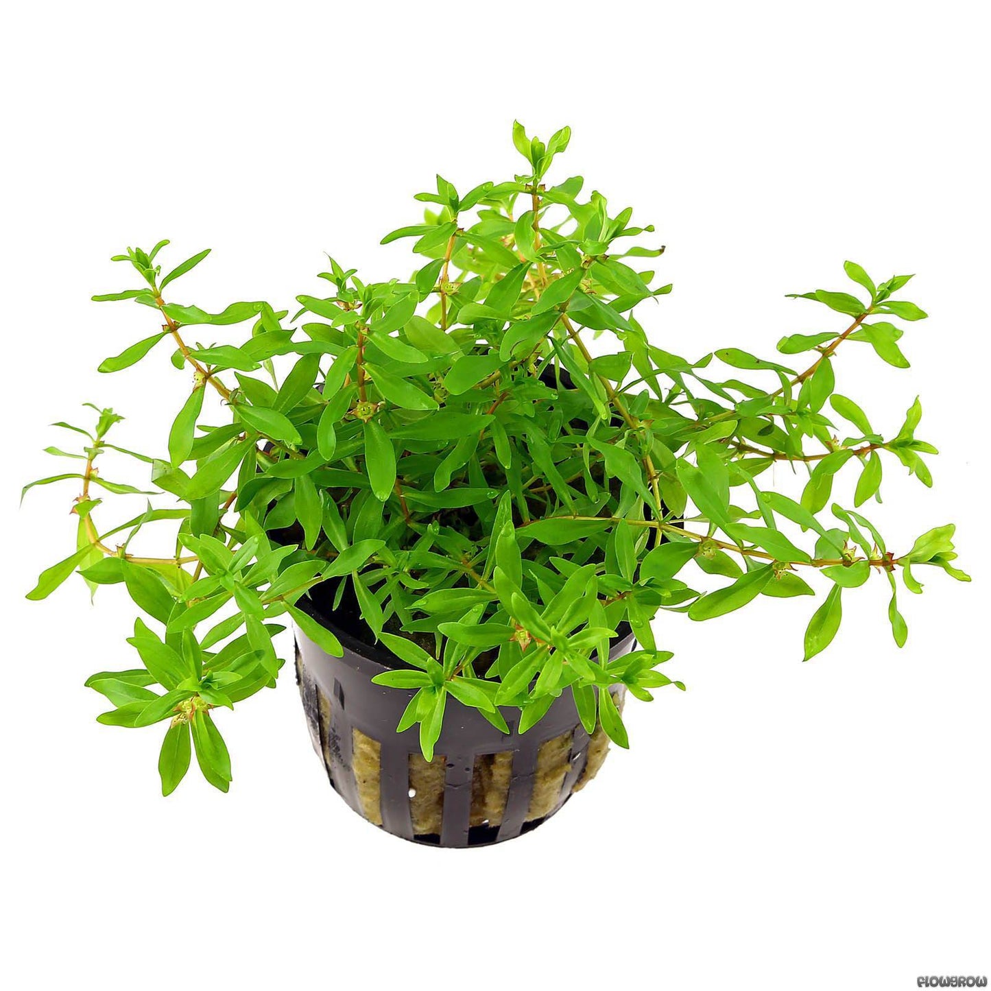 Diandra FW Plant