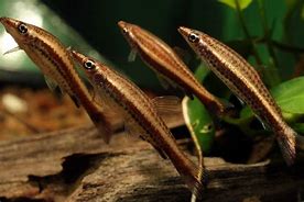 Diptail Pencil Fish