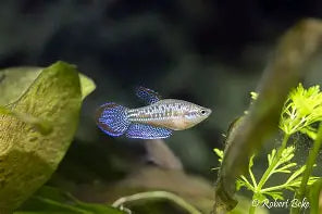 Sparkling Gourami