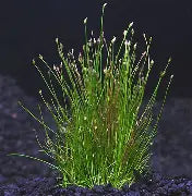 Potted Hairgrass Dwarf