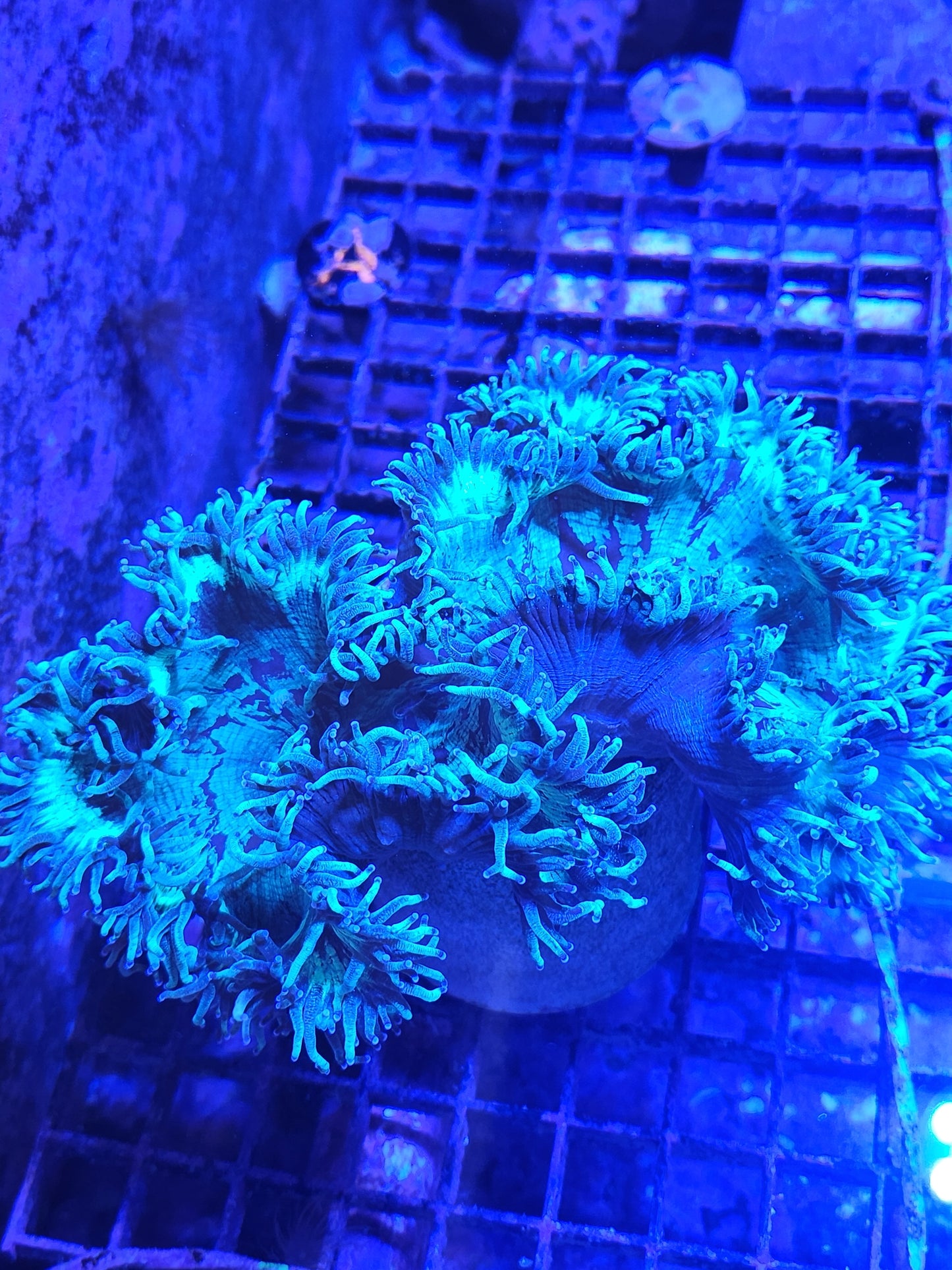 Indo Cone Bottom Elegance Coral