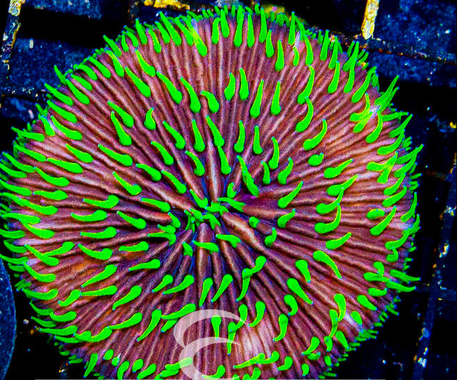 Aussie Fungia XLg
