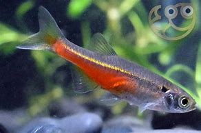 Burmese Fireline Danio