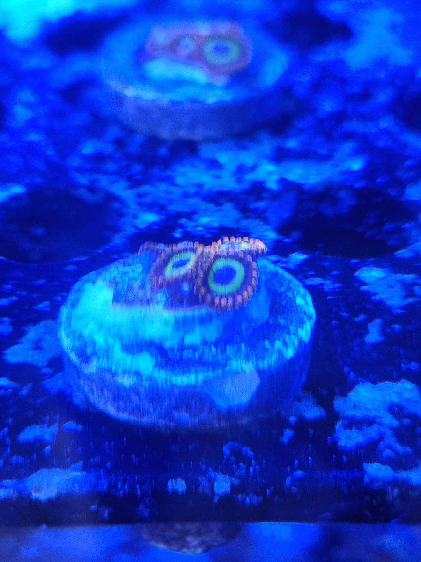 Fruitloops Zoanthid Frag