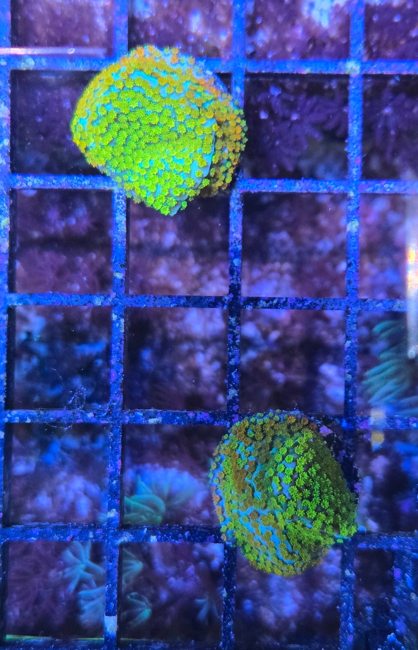 Fruity Pebbles Montipora Frag