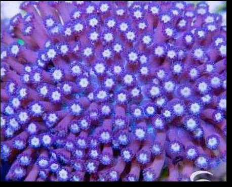 Purple Goniopora Frag Med